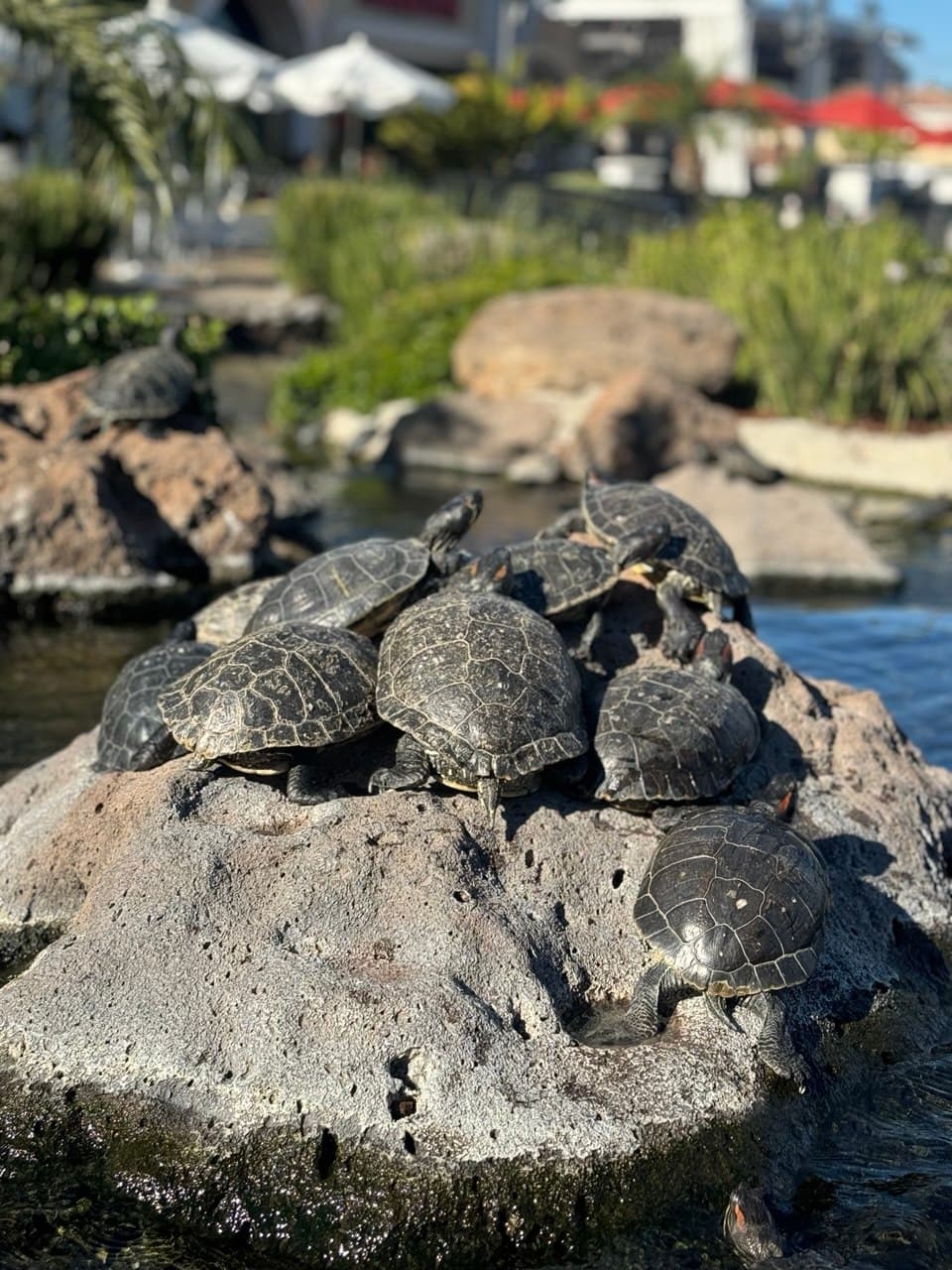 Turtles